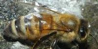 LAST NIGHT I DREAMED OF BEING STUNG BY A BEE - WHAT DOES THIS MEAN?